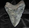 Beautiful Back / Inch Megalodon Tooth #575-1